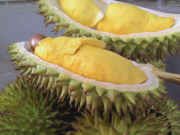 Desa Rapak Lambur Siap Menjadi Desa Penghasil Durian