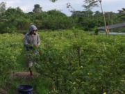 Kecamatan Sebulu Masih Andalkan Pertanian dan Perkebunan