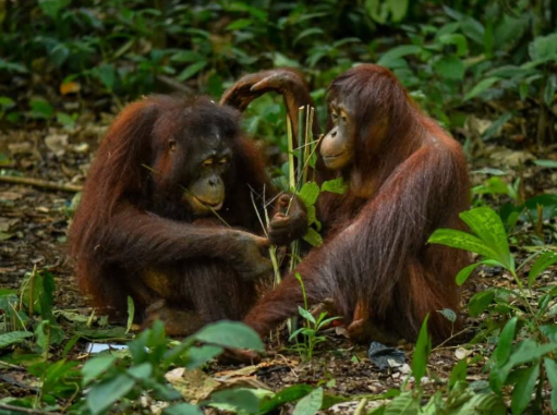 Seputar Pelepasliaran Orangutan