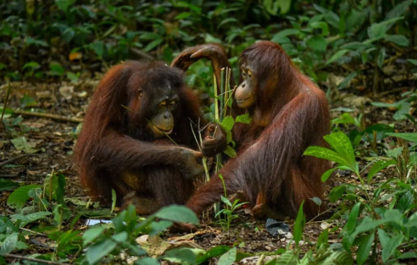 Cuplikan layar 2025-03-14 091106c