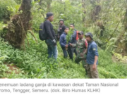 Kemenhut Jelaskan Penemuan Ladang Ganja Berkat Kolaborasi dengan Polisi