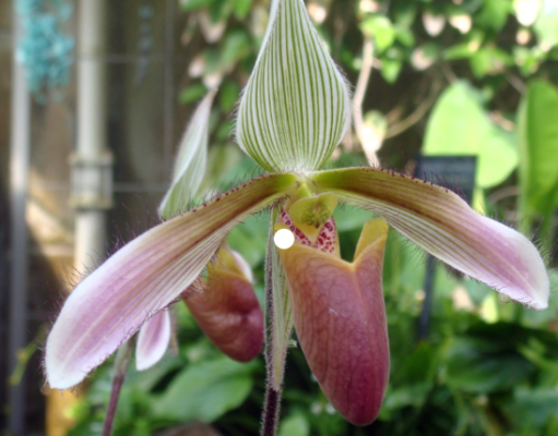 Anggrek Paphiopedilum dayanum