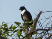 Keanekaragaman Fauna Burung di Cagar Biosfer GSK-BB Riau
