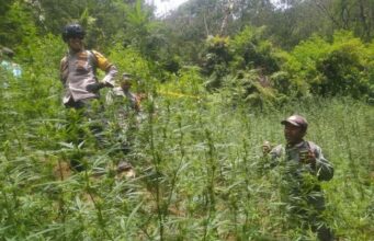 Penemuan Ladang Ganja di TN Bromo Tengger Semeru Tak Terkait Pembatasan Drone