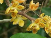 Temuan Anggrek Baru Bernama Chiloschista tjiasmantoi Metusala