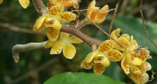 Cuplikan layar 2025-04-02 073159