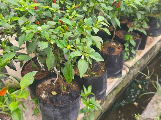 Cuplikan layar 2025-04-02 143417