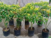 Kecamatan Loa Janan Optimalisasi Lahan Kosong Masjid