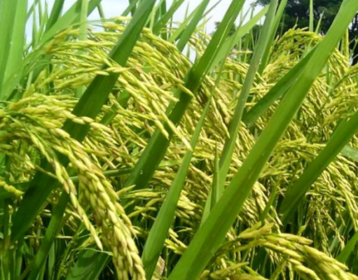 Berapa Lama Tanaman Padi Berproduksi