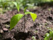 Kotoran Badak Sebagai Penyebar Biji Alami