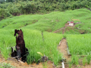 DPMD Kukar Berharap Desa Maksimalkan Potensi Pertanian