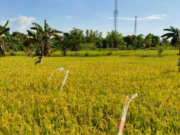 Pemdes Embalut Lanjutkan Program Pertanian di Lahan Bekas Tambang