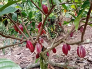 Desa Lung Anai Andalkan Potensi Kakao Menjadi Olahan Colekat