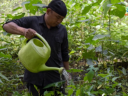 Menjaga Pakan, Menjaga Masa Depan Suaka Badak Kelian