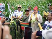 Bupati Kukar Panen Jagung dan Ikan di Poktan Tri Rukun