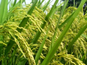 Banyuwangi Kembangkan Beras Bernutrisi dan Ramah Lingkungan