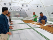 Solar Dryer Dome Membantu Meningkatkan Pascapanen Petani Talas Beneng