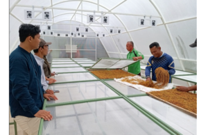 Solar Dryer Dome Membantu Meningkatkan Pascapanen Petani Talas Beneng