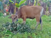 Kukar Jalin Kerjasama Dengan Lombok Timur Dalam Pengembangan Sapi