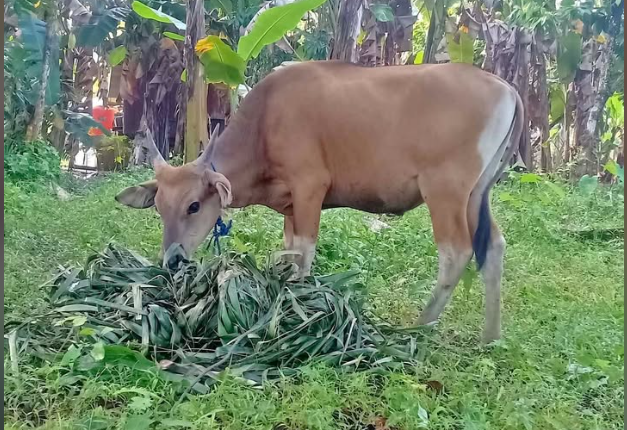 Cuplikan layar 2025-06-18 095659