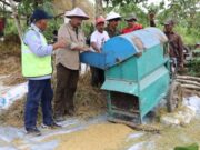 Setelah Tiga Bulan, Bupati Kukar Panen Padi di Tenggarong Seberang