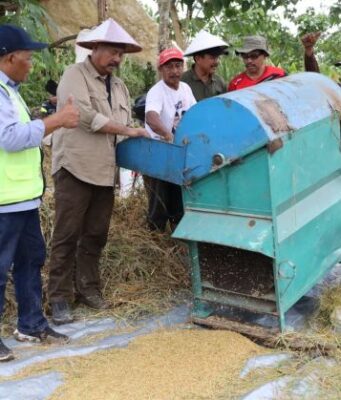 Setelah Tiga Bulan, Bupati Kukar Panen Padi di Tenggarong Seberang