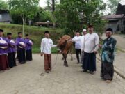 Pemkab Kukar Serahkan Sapi Jenis Limosin di Ponpes Nurul Islam