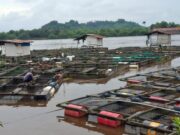 Kelompok Budidaya Ikan Nila Desa Jembayan Terima Bantuan PT PLN