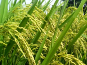 Desa Ponoragan Komitmen Dukung Ketahanan Pangan