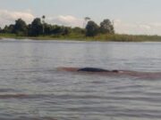 Alimin, Penjaga Pesut Mahakam Dari Desa Pela