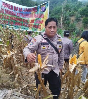 Bersama Kelompok Tani Padaidi, Polsek Loa Janan Panen Jagung Hibrida