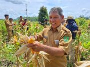 Muara Dun Buktikan Potensi Hulu Mampu Panen Jagung Tonan
