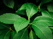 Kratom Kalimantan Menuju Kepastian Hukum dan Industri Pabrik di Kukar