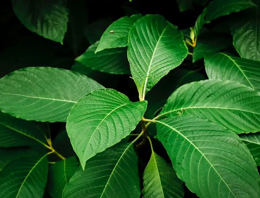 Kratom Kalimantan Menuju Kepastian Hukum dan Industri Pabrik di Kukar