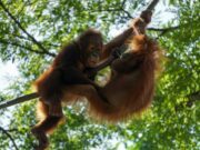 Mengawal Konservasi, Peran Satpol PP Kaltim sebagai Garda Depan Penegak Pergub ANKT