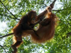 Mengawal Konservasi, Peran Satpol PP Kaltim sebagai Garda Depan Penegak Pergub ANKT